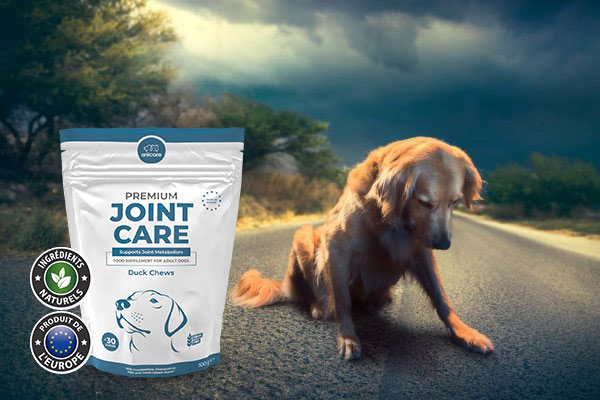 Golden Retriever assis dans la rue, les nuages sombres au-dessus de lui, regardant tristement vers le bas. À gauche, un paquet de Premium Joint Care d'Anicare